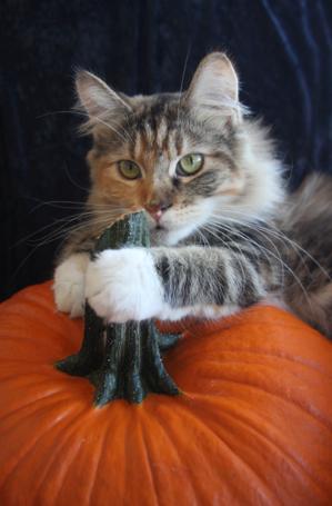 Hurklecats Bright Autumn of BoundingMaines