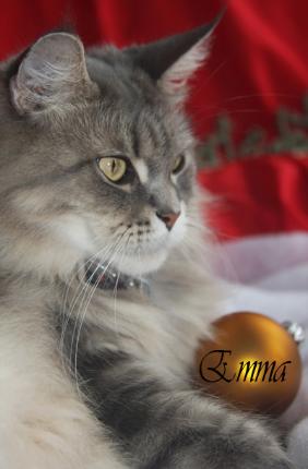 CoonMtn Emma of BoundingMaines